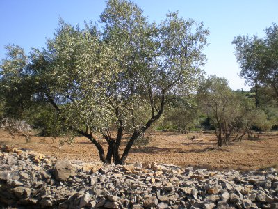 l'olivier