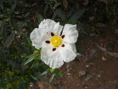 fleur