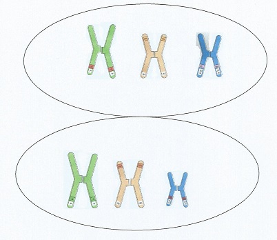 image 5_Formacin_de_2_clulas_con_la_mitad_de_los_cr_homlogos.jpg (40.8kB)