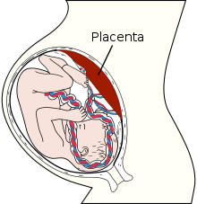 image placenta_1.png (34.0kB)